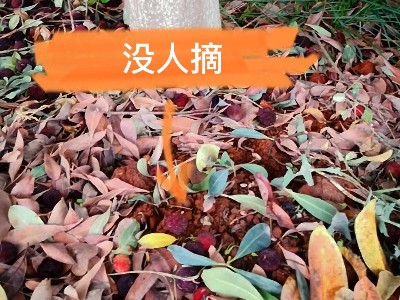 廠里的楊梅熟了，歡迎朋友們來品嘗